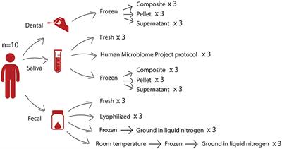 Processing and storage methods affect oral and gut microbiome composition